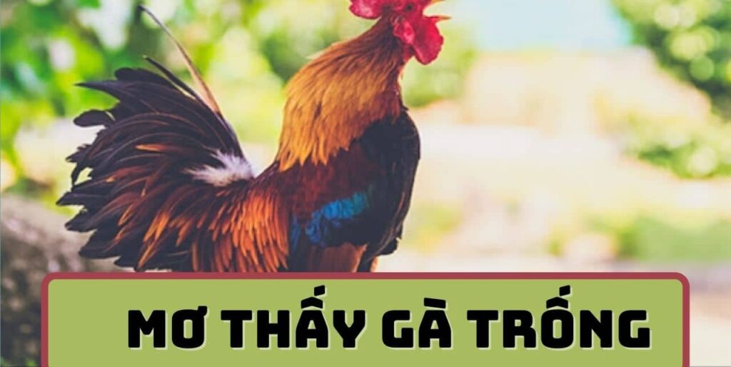 Giải mã giấc mơ thấy gà ý nghĩa các con số nên đánh