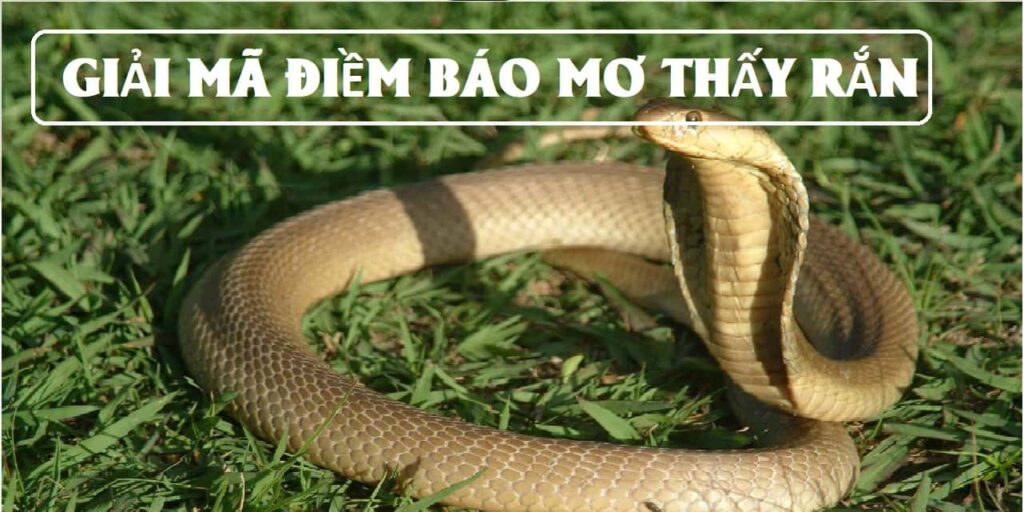 Mơ thấy rắn đánh con gì ? Rắn đen cắn, rắn hổ mang đuổi có ý nghĩa như thế nào?