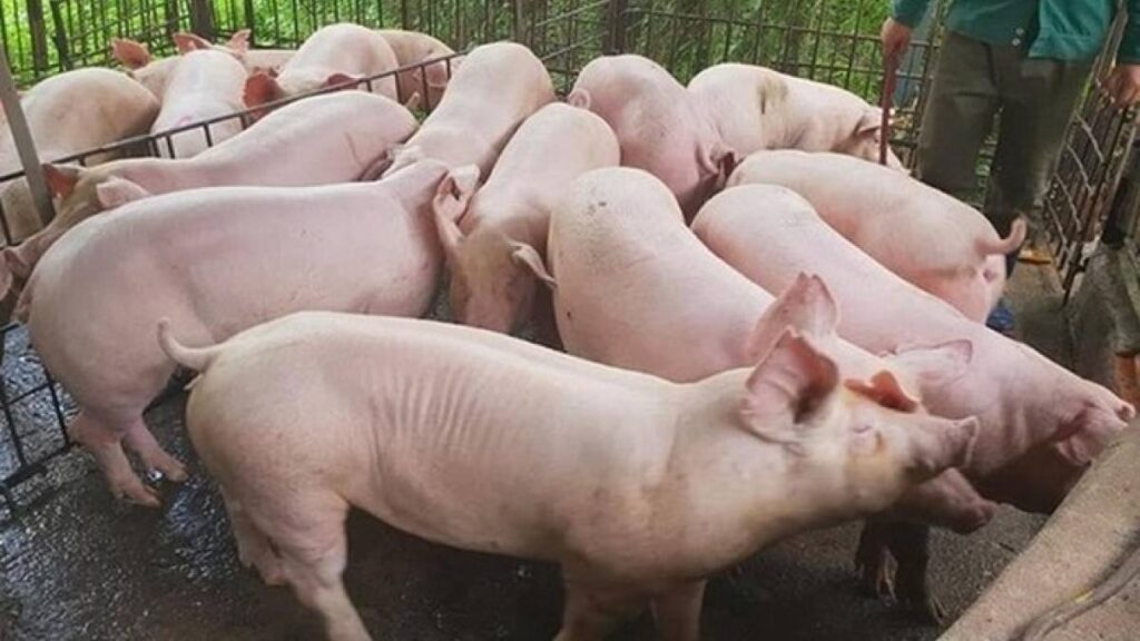 Mơ thấy đàn heo nên đánh con gì?