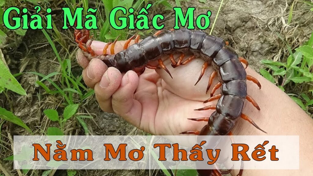 Mơ thấy rết là điềm gì?