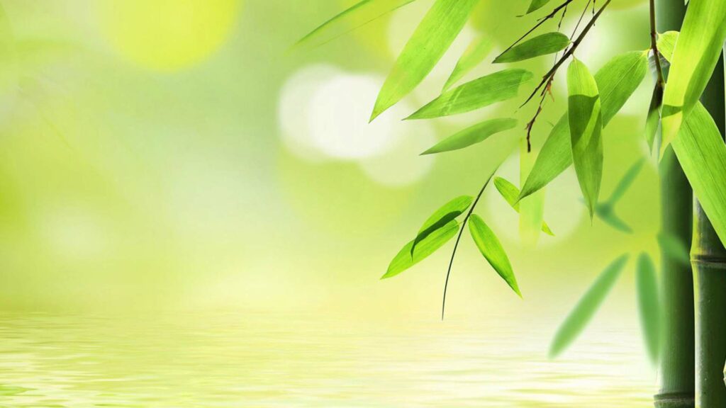 Nằm mơ thấy cây tre trúc nên đánh ra sao
