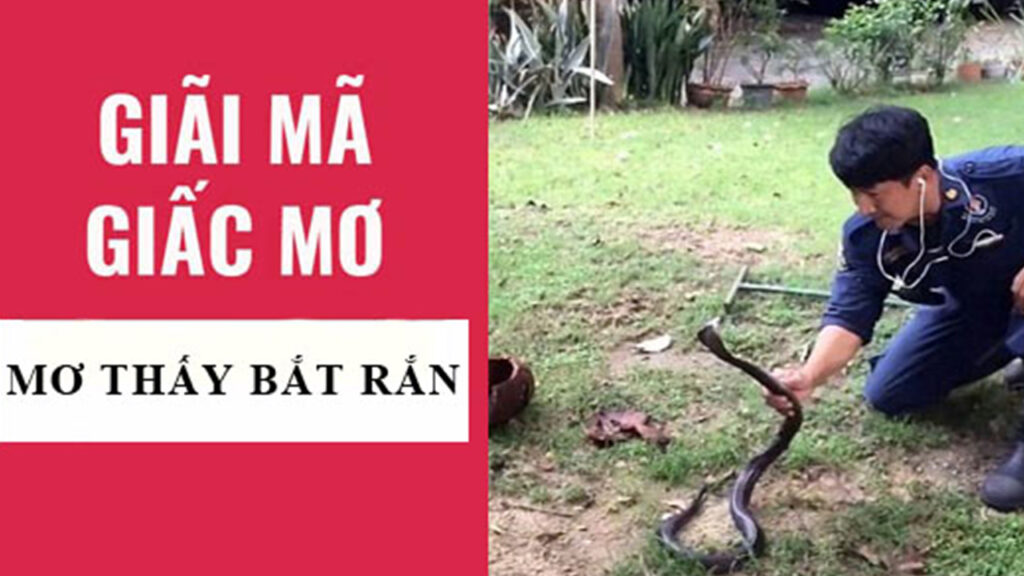 Mơ thấy rắn cắn là điềm báo gì?