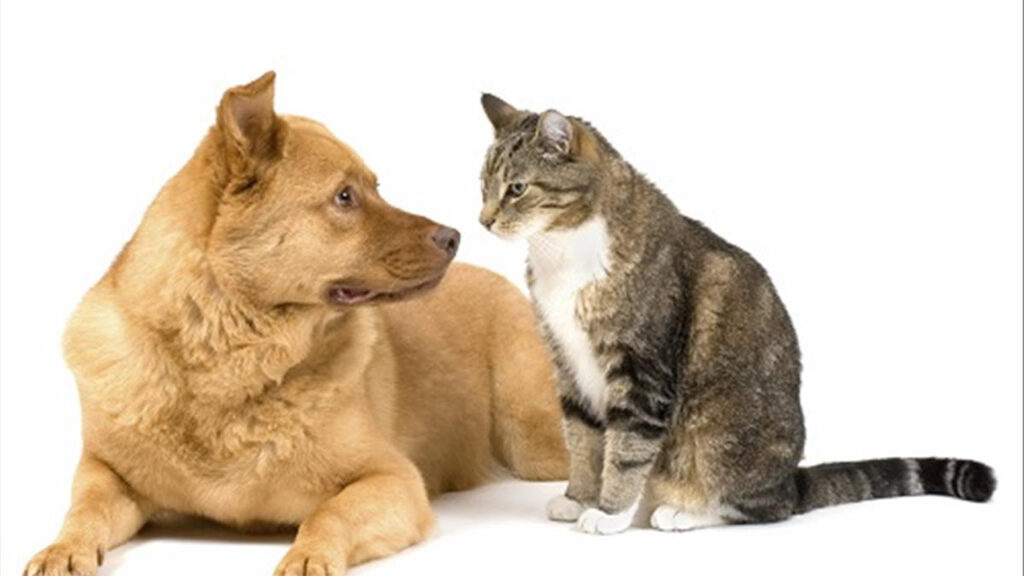 Mơ thấy chó mèo là điềm báo mang ý nghĩa gì?