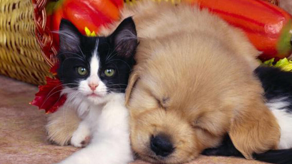 Mơ thấy 2 con cắn nhau đánh con gì?
