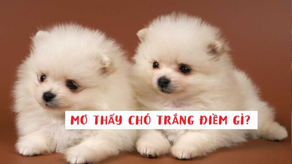 Mơ thấy chó trắng đánh con gì?