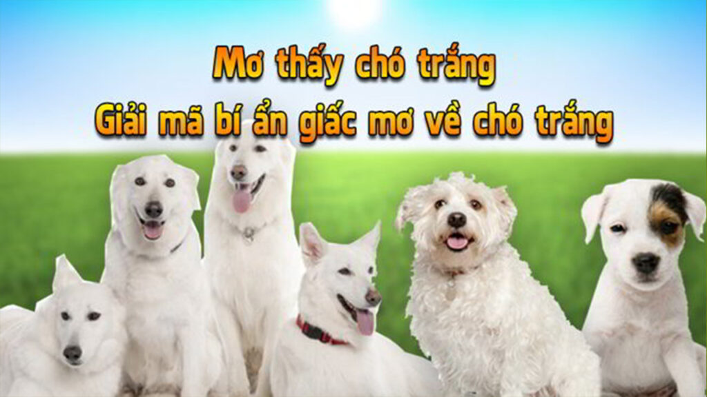 Mơ thấy chó trắng theo bầy đang sủa mang ý nghĩa gì?