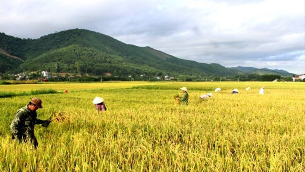 Nằm mơ thấy gặt lúa là điềm báo mang ý nghĩa gì?