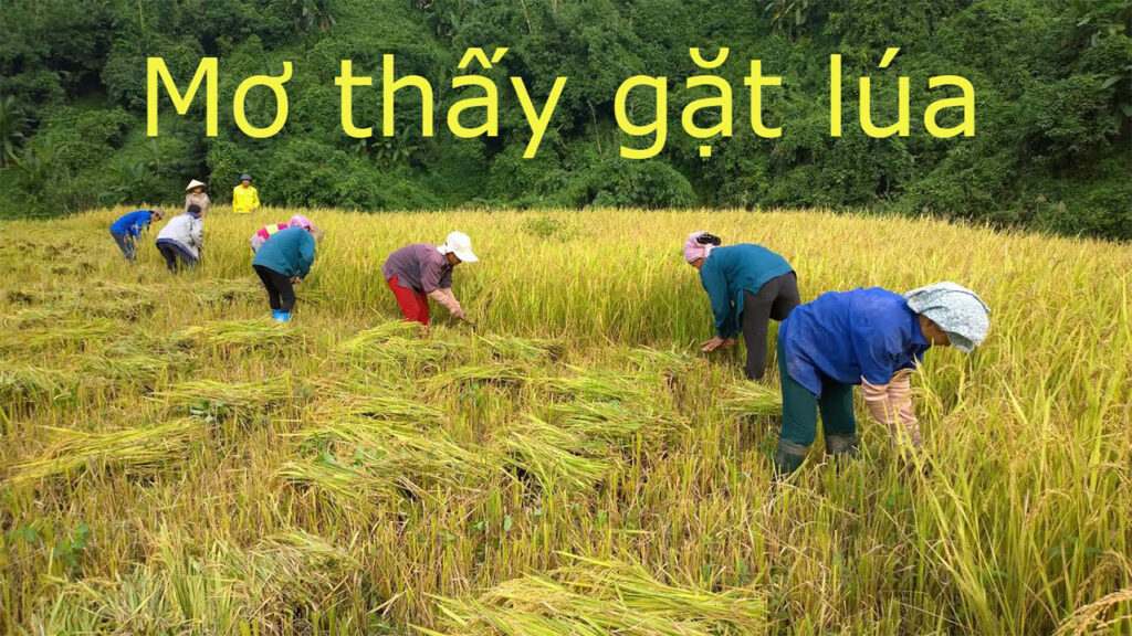 Mơ về gặt lúa đánh số gì trúng lớn?