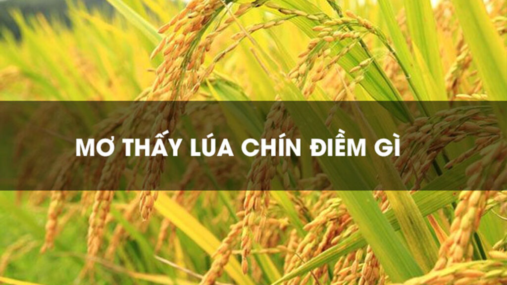 Mơ về người khác gặt lúa chín