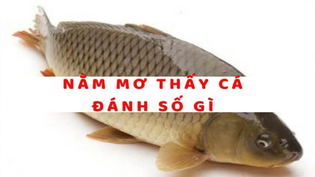 Nằm mơ thấy cá có ý nghĩa như thế nào trong cuộc sống?