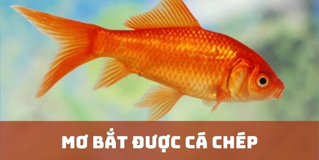 Nằm mơ thấy cá chép là điềm báo gì?