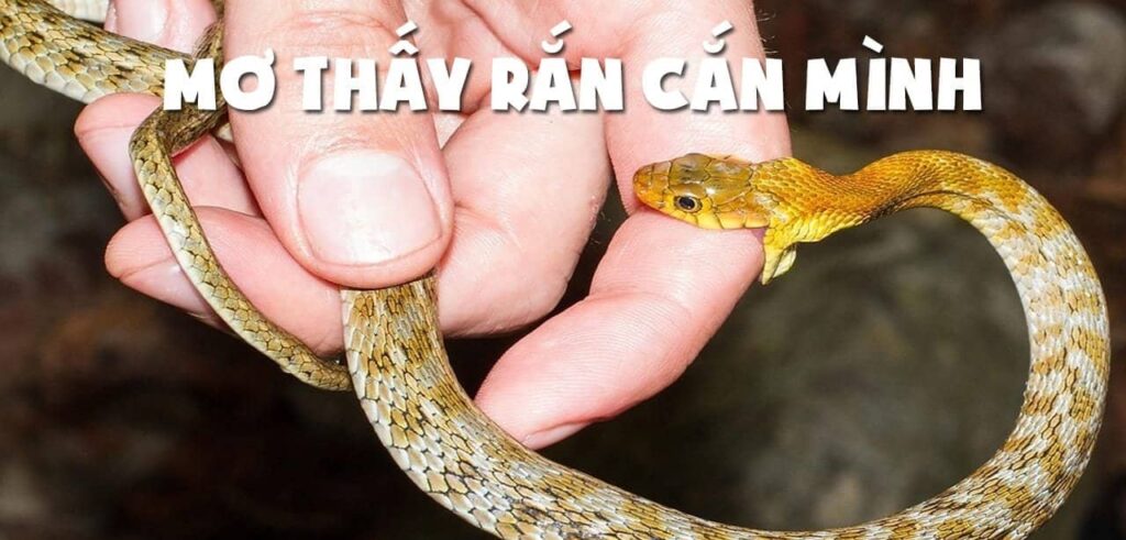 Nằm mơ thấy rắn cắn mình là điềm báo gì?
