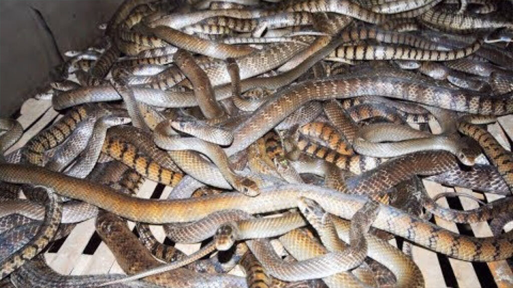 Mơ thấy nhiều rắn nhỏ