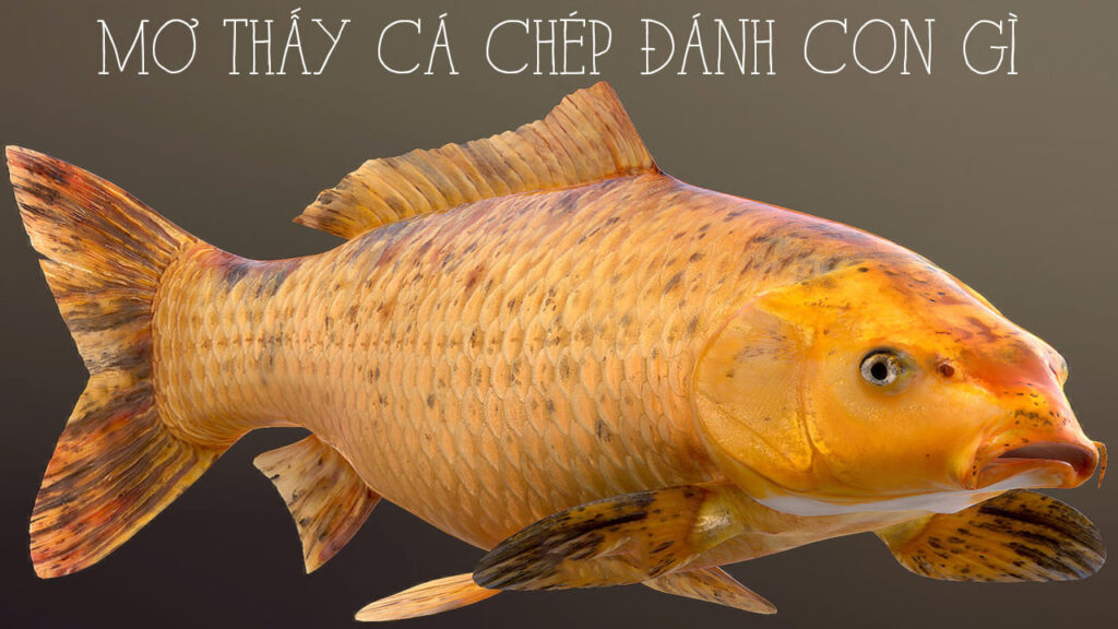 Nằm chiêm bao thấy cá chép là số mấy?