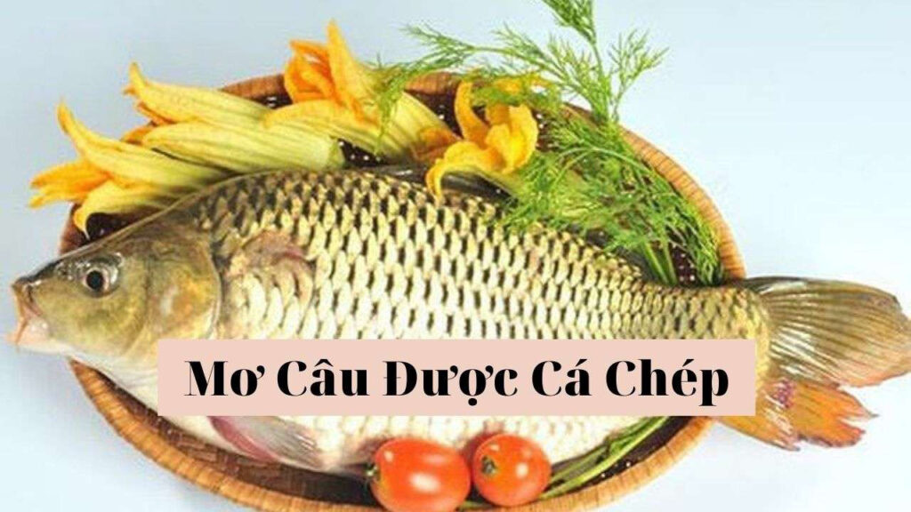 Nằm mộng thấy câu được cá chép
