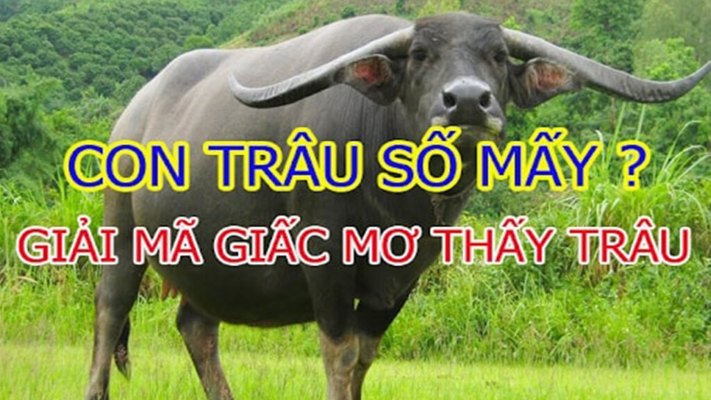 Nằm chiêm bao thấy đàn trâu đánh đề con gì?