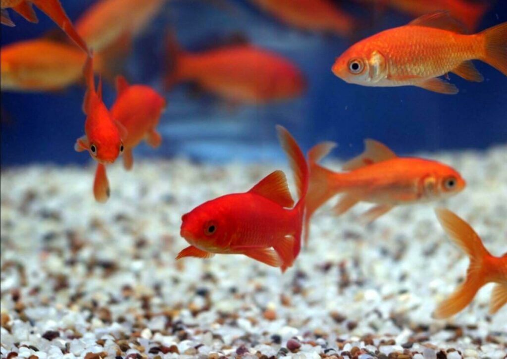 Mơ thấy nhiều cá bơi đánh con gì?