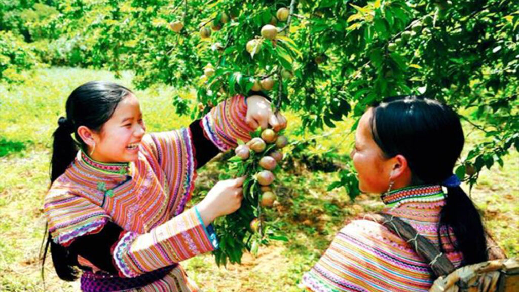 Nằm mơ thấy hái trái cây mang ý nghĩa gì?
