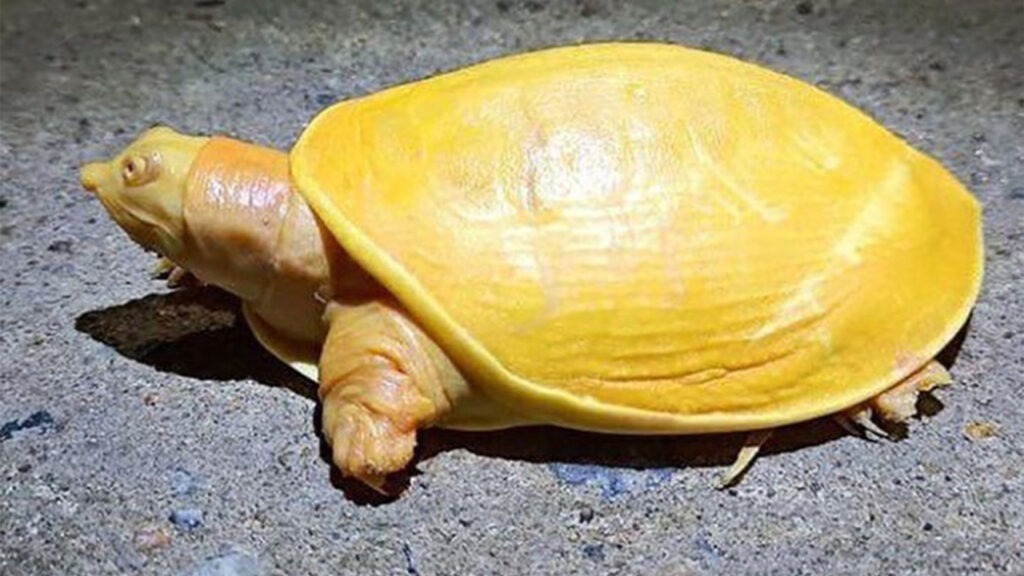 Nằm chiêm bao thấy rùa vàng đánh số gì?